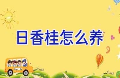 日香桂怎么养