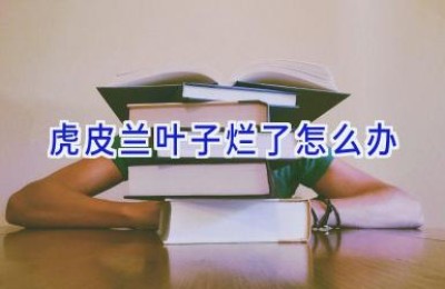 虎皮兰叶子烂了怎么办