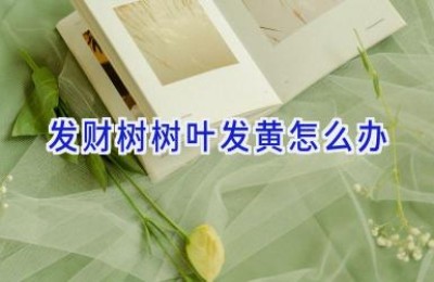 发财树树叶发黄怎么办