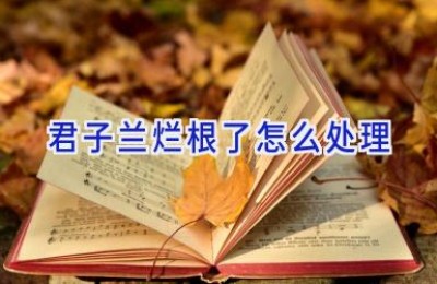 君子兰烂根了怎么处理
