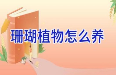 珊瑚植物怎么养