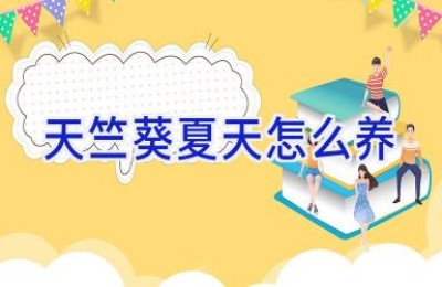 天竺葵夏天怎么养