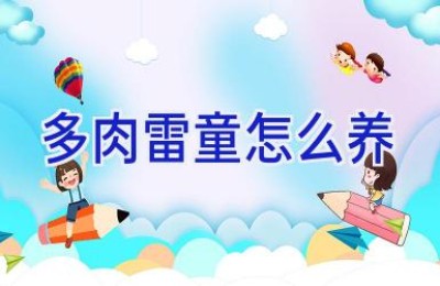 多肉雷童怎么养