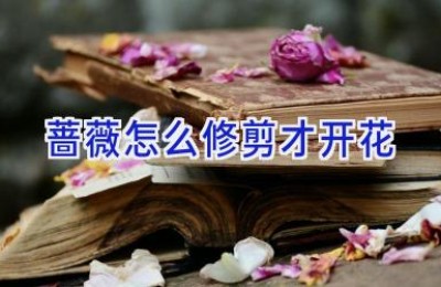 蔷薇怎么修剪才开花