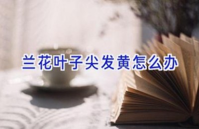 兰花叶子尖发黄怎么办