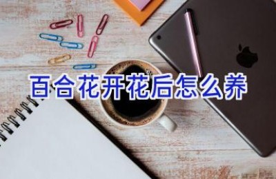 百合花开花后怎么养