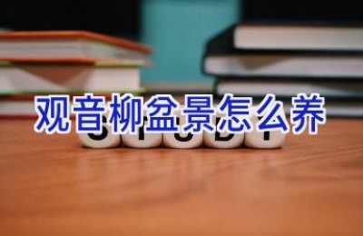 观音柳盆景怎么养