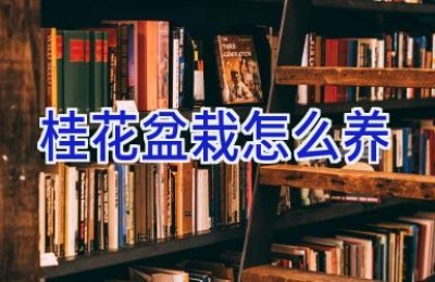 桂花盆栽怎么养