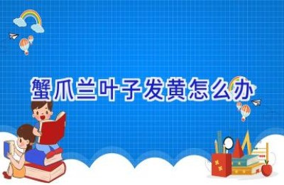 蟹爪兰叶子发黄怎么办