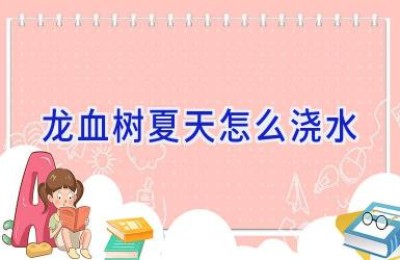 龙血树夏天怎么浇水