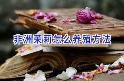 非洲茉莉怎么养殖方法