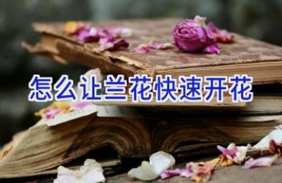 怎么让兰花快速开花