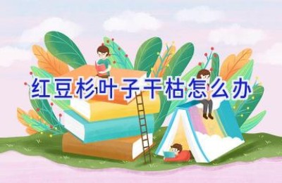 红豆杉叶子干枯怎么办