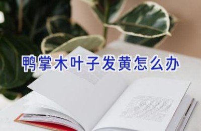 鸭掌木叶子发黄怎么办