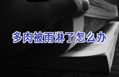 多肉被雨淋了怎么办