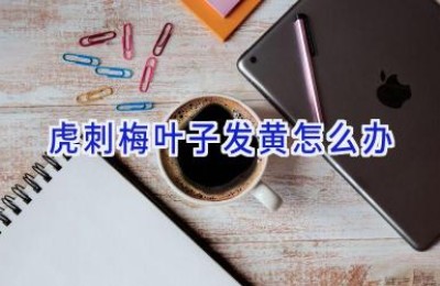 虎刺梅叶子发黄怎么办