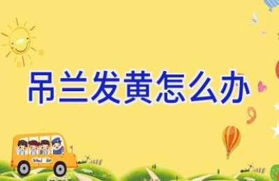 吊兰发黄怎么办