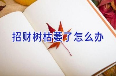 招财树枯萎了怎么办