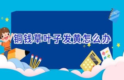 铜钱草叶子发黄怎么办