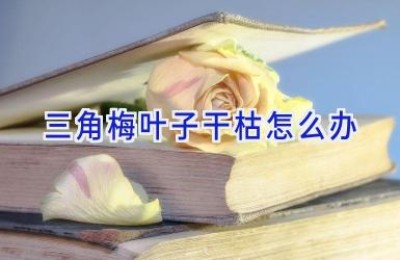 三角梅叶子干枯怎么办