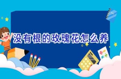 没有根的玫瑰花怎么养