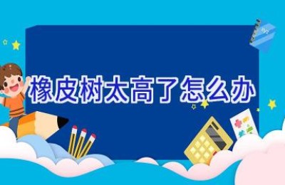 橡皮树太高了怎么办