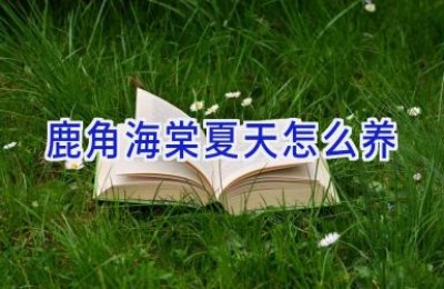 鹿角海棠夏天怎么养