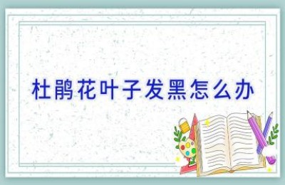 杜鹃花叶子发黑怎么办