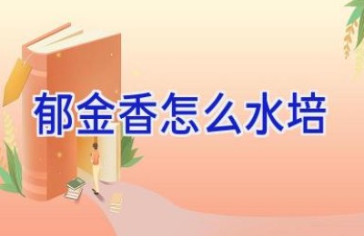 郁金香怎么水培