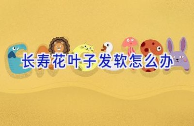 长寿花叶子发软怎么办