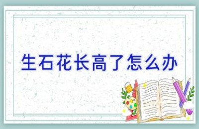 生石花长高了怎么办