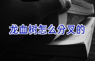 龙血树怎么分叉的