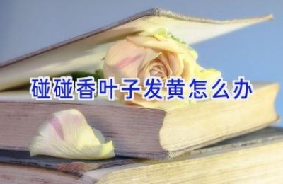 碰碰香叶子发黄怎么办