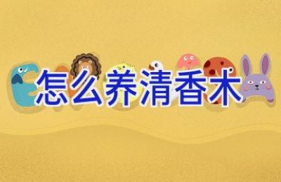 怎么养清香木