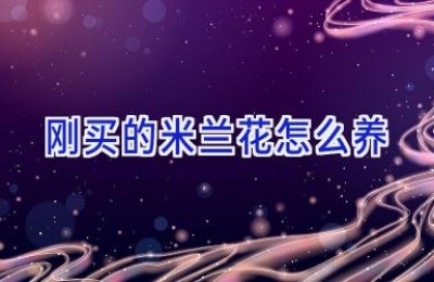 刚买的米兰花怎么养