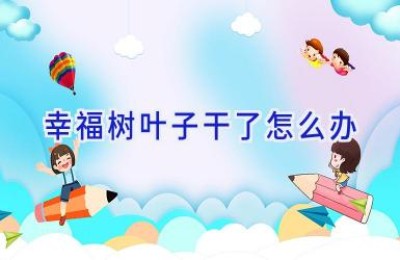 幸福树叶子干了怎么办