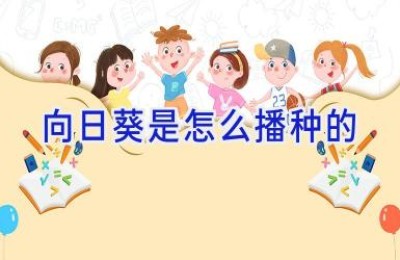 向日葵是怎么播种的