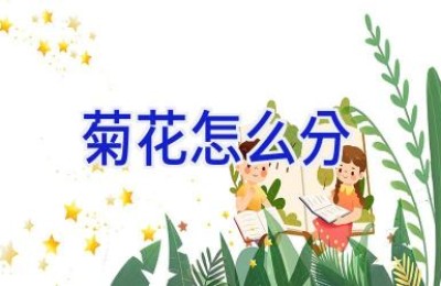 菊花怎么分