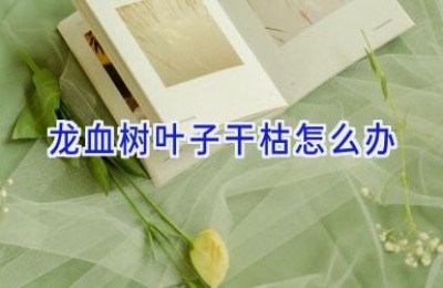 龙血树叶子干枯怎么办