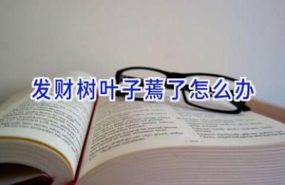 发财树叶子蔫了怎么办
