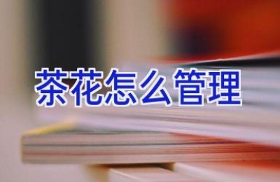茶花怎么管理