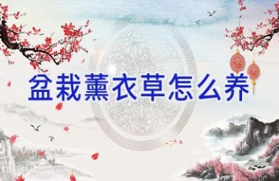 盆栽薰衣草怎么养