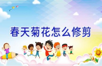 春天菊花怎么修剪