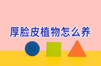 厚脸皮植物怎么养