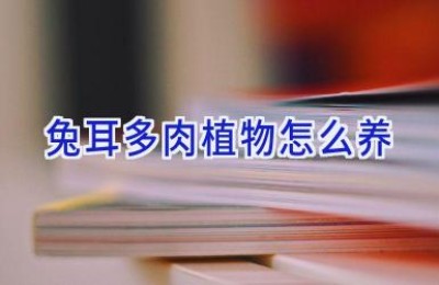兔耳多肉植物怎么养