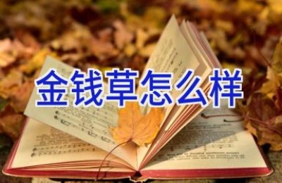 金钱草怎么样
