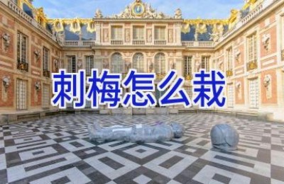 刺梅怎么栽