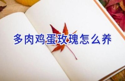 多肉鸡蛋玫瑰怎么养
