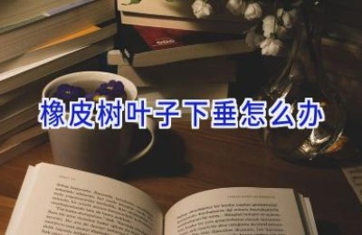 橡皮树叶子下垂怎么办