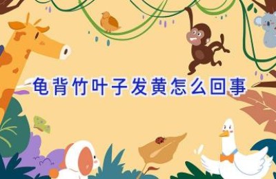 龟背竹叶子发黄怎么回事